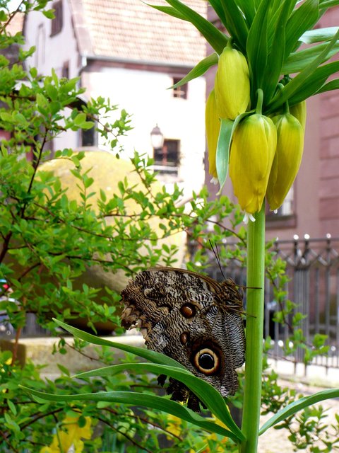 Butterfly at Riquewihr VB.JPG