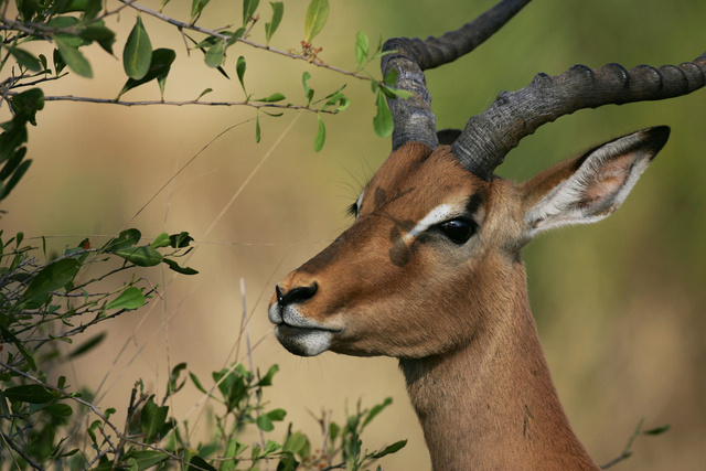 Impala