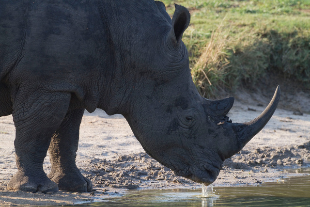 Rhino