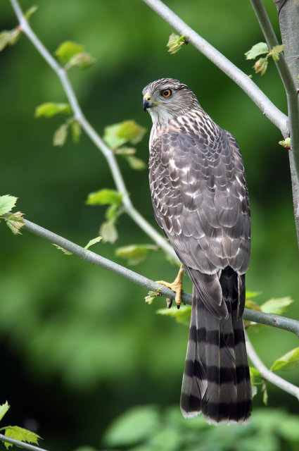 Cooper's Hawk, Ohio