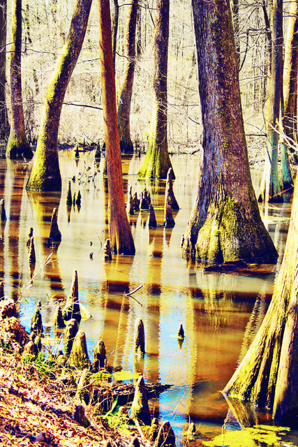 swamp 6