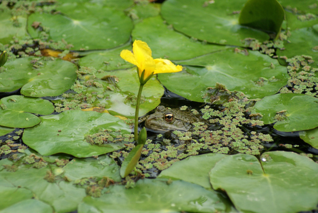 frog