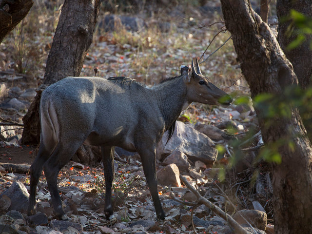 Nilgai