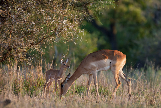 Impala mother and baby