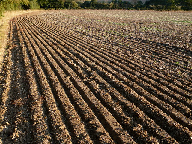 Plough Furrows Near Codicote Road (2) VB.JPG