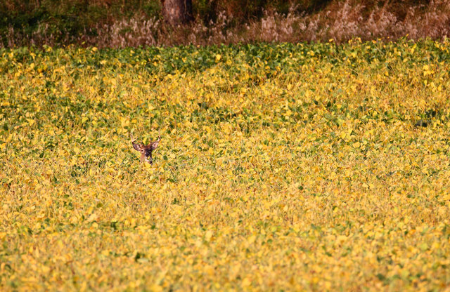 Deer in a soybean field, September, southern Ohio