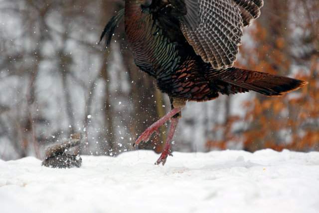 Wild Turkey, early spring, southern Ohio