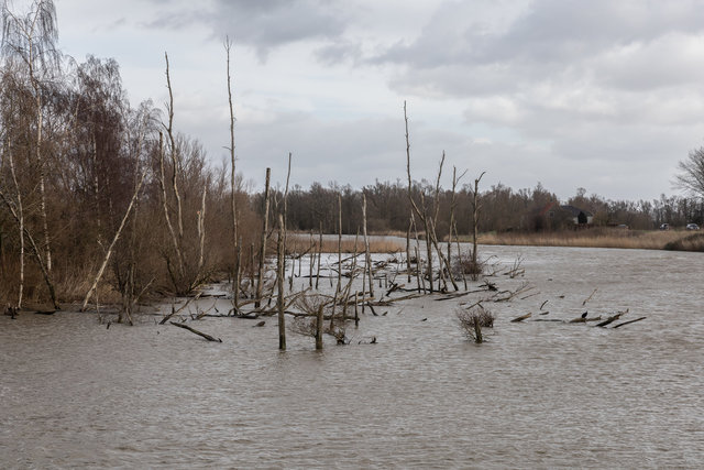 Biesbosch