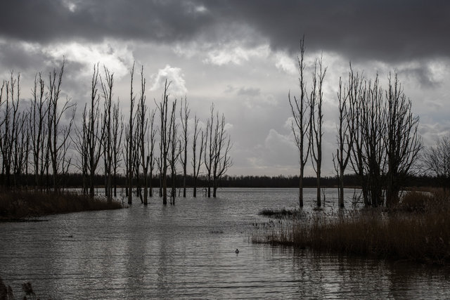 Biesbosch