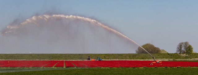 Bulbfields needing water