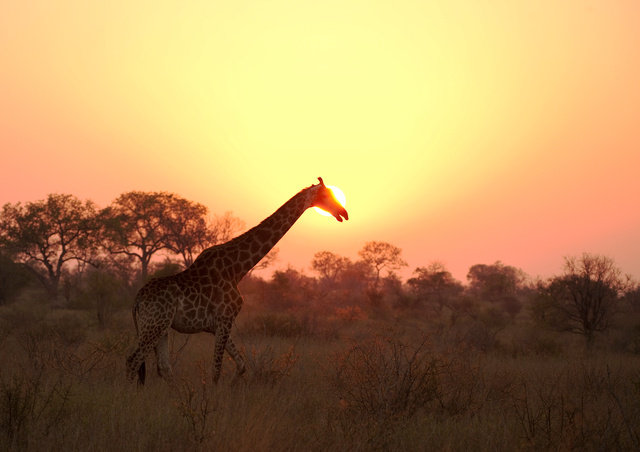 Giraffe at sunrise