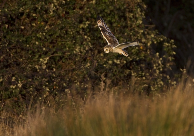 Short-eared Owl