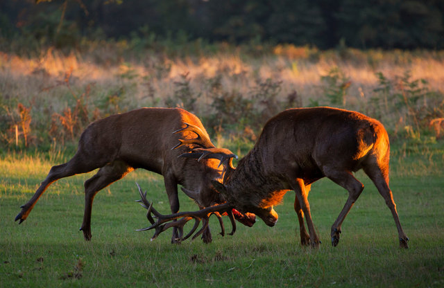 Red Deer Stags