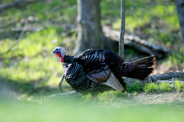 Eastern Wild Turkey, Spring, Ohio