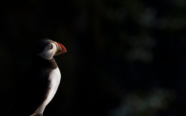 Puffin
