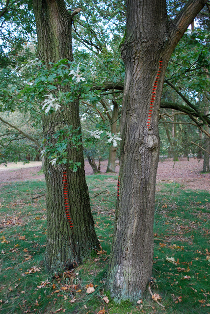 Tree restorations