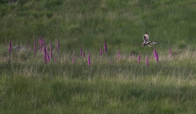 Short-eared owl and foxgloves