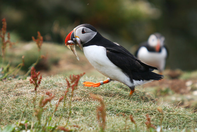 Puffin