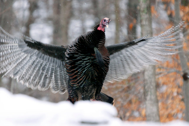 Wild Turkey, early spring, southern Ohio