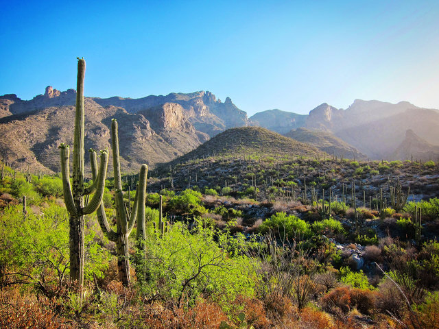 Pima Canyon Morning