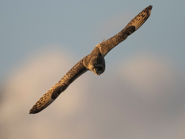 Short-eared Owl