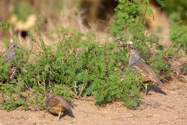 Scaled Quail, southern Texas