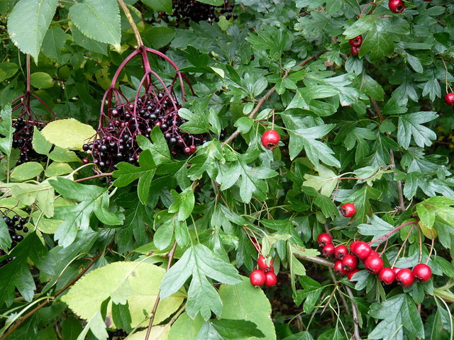 Elderberry & Rosehip VB.JPG