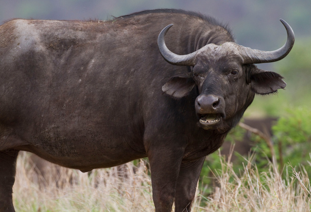 Buffalo