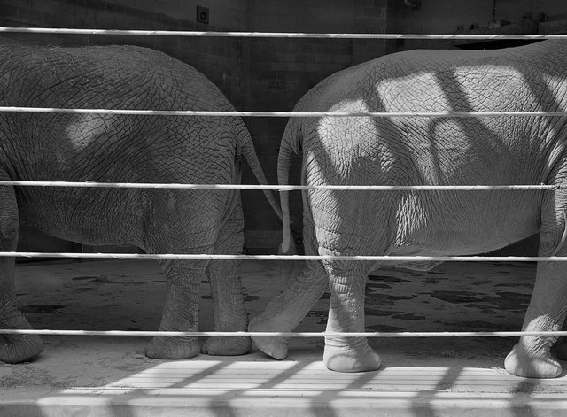 #3  Elephant Forms Series