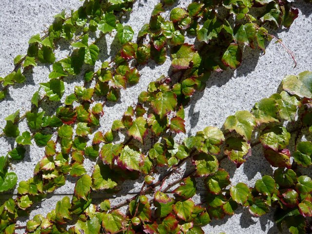 Ivy at Yerba Buena Gardens SF (4) VB.JPG