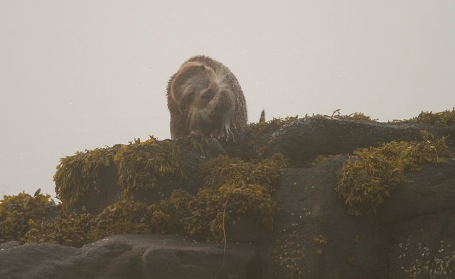 Otter
