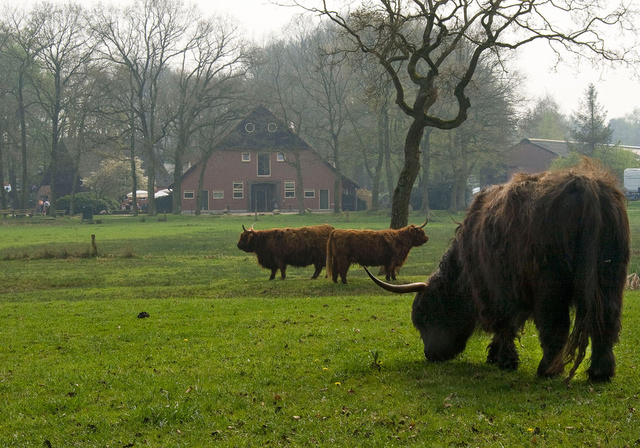 Hoeve Springendal met Schotse Hooglanders.