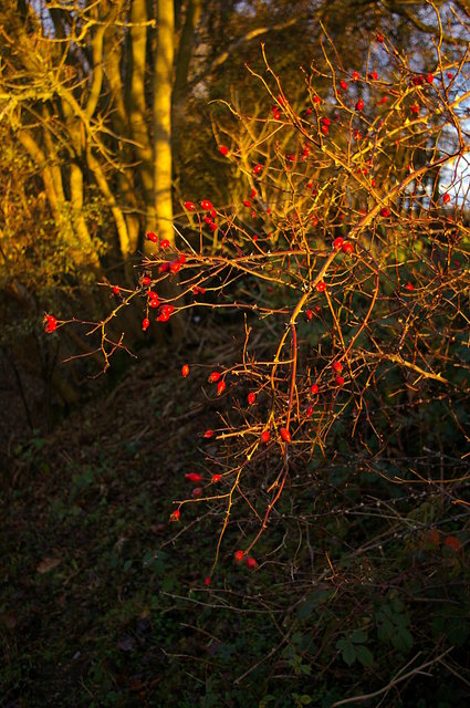 Ayot Greenway (16) VB.JPG