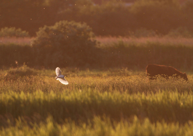 Barn Owl