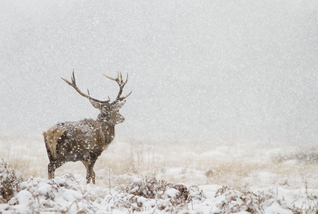 Red deer stag