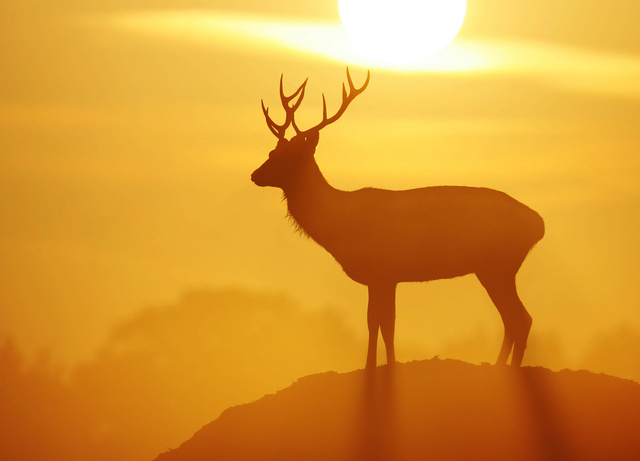 Red Deer Stag