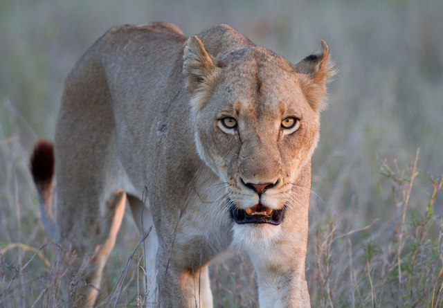 Lioness