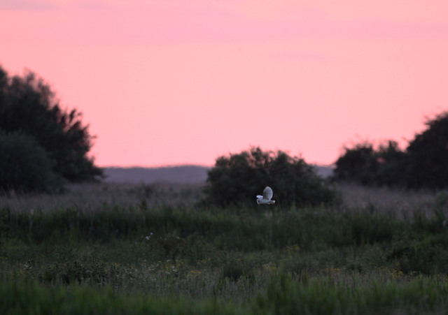 Barn Owl