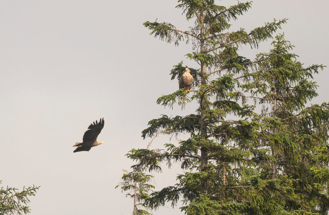 White-tailed eagle pair