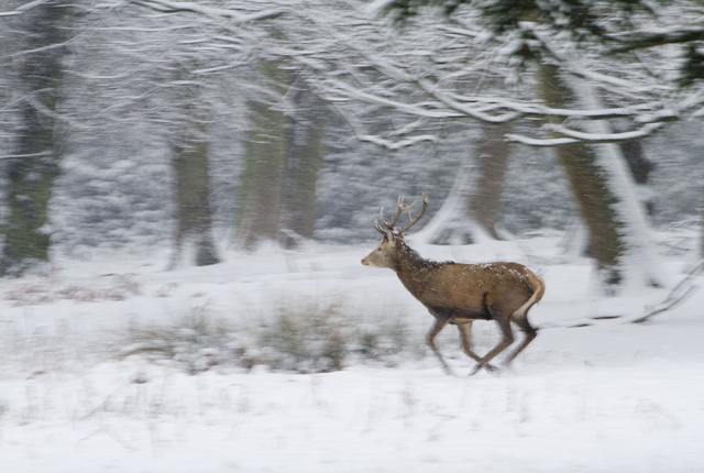 Red deer stag