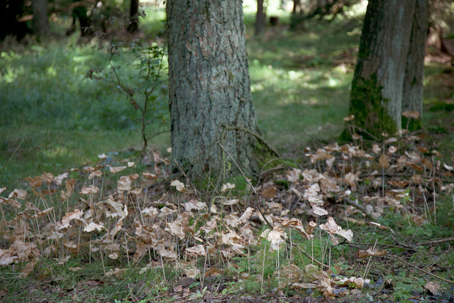 _MG_4332.jpg