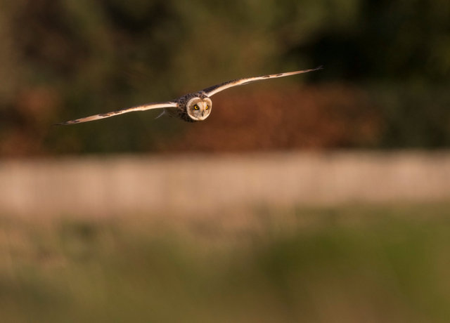 Short-eared Owl
