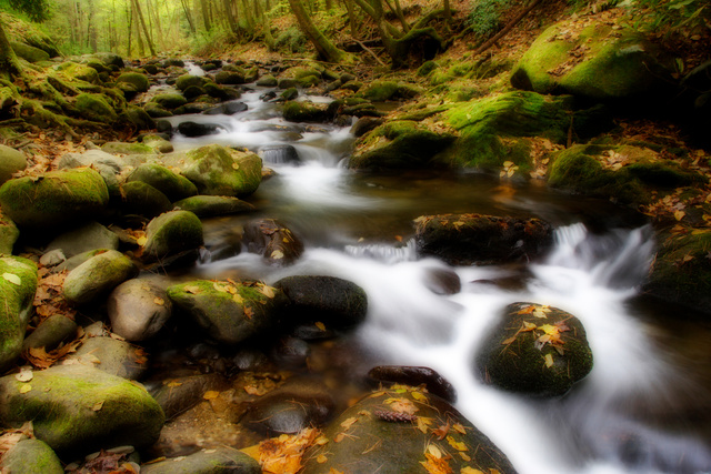 Stream, GSMNP, TN.