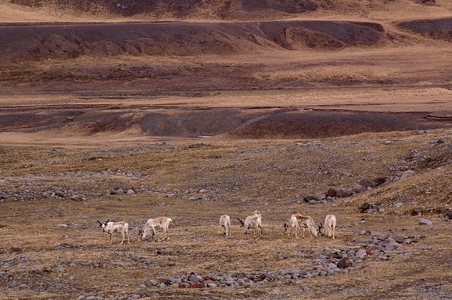 Reindeer in Gilsa valley near Teigasel VB.JPG