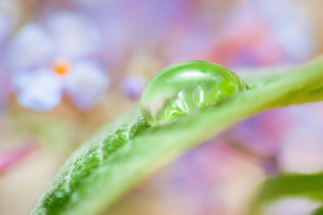 A Drop On The Leaf
