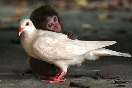 baby-monkey-with-pigeon-mom-icon-1.jpg