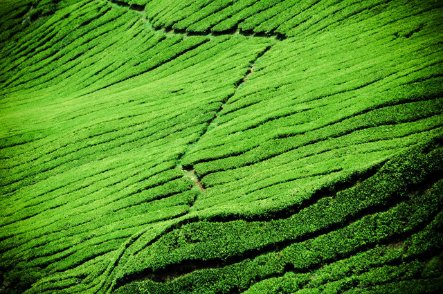 Tea Fields of Hangzhou