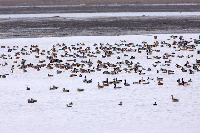 Mallards, Northern Pintails and American Wigeons, March, South Central Ohio