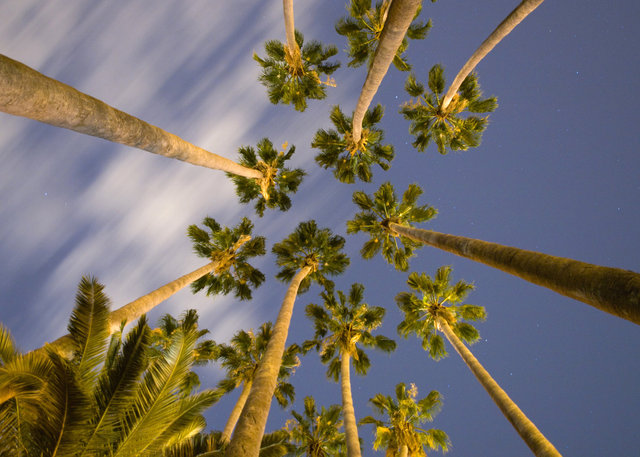 Palmeras1.jpg