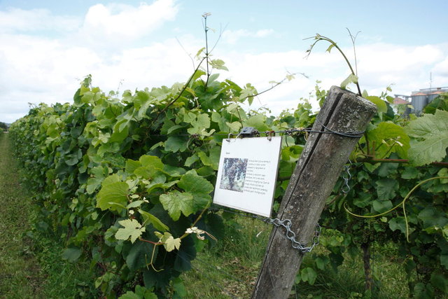 wijnbouw - azewijn wijngoed avitera